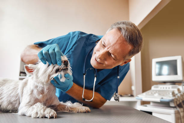 Best Emergency Treatment for Dental Infections or Abscesses in Waterville, OH